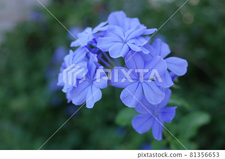 藍紫色的花朵 藍紫色的花朵 81356653