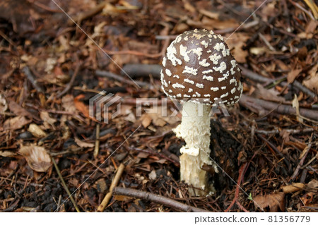 蘑菇,蘑菇,蘑菇,野生,菌類,自然,成分,植物,食品 蘑菇,蘑菇,蘑菇,野生,菌類,自然,成分,植物,食品 81356779