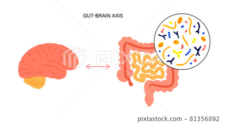 Gut brain connection 81356892