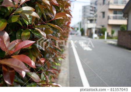 Planting, hedges, red leaves, macros (Red Tip Photinia) Planting, hedges, red leaves, macros (Red Tip Photinia) 81357043