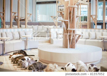 Cat cafe cats' rice time 81357052