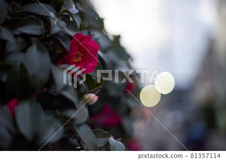 山茶花,花朵,葉子,微距 山茶花,花朵,葉子,微距 81357114