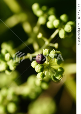 Aralia elata fruit Aralia elata fruit 81357457