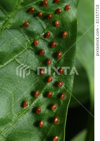Pests such as peppers, paprika and eggplant, eggs of the stink bug 81357718