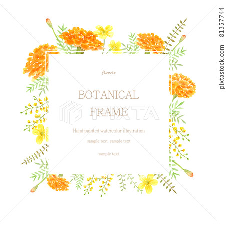金盞花和黃色花框水彩插圖 81357744