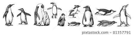 Emperor penguin colony. Adult with juveniles. Small family set. Vector graphics black and white Emperor penguin colony. Adult with juveniles. Small family set. Vector graphics black and white 81357791