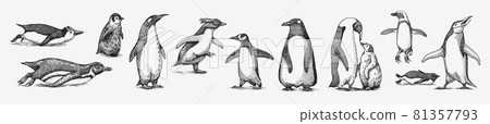 Emperor penguin colony. Adult with juveniles. Small family set. Vector graphics black and white 81357793