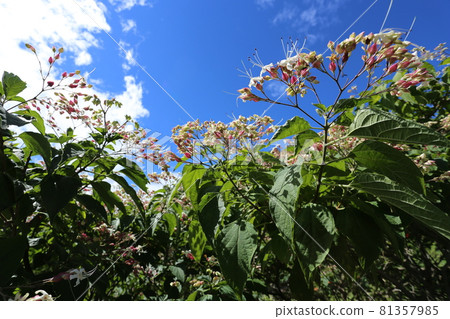 炎炎夏日里一朵朵開紫白花的丑角花弓 81357985