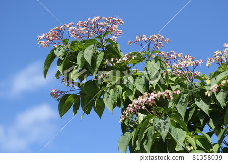 Harlequin glorybow that blooms purple and white flowers one after another in the hot summer Harlequin glorybow that blooms purple and white flowers one after another in the hot summer 81358039