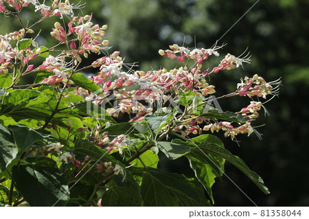 炎炎夏日里一朵朵開紫白花的丑角花弓 炎炎夏日里一朵朵開紫白花的丑角花弓 81358044