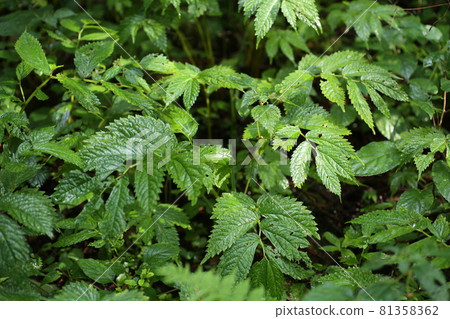 Elatostema umbellata,一種生長在山地沼澤中的野菜 Elatostema umbellata,一種生長在山地沼澤中的野菜 81358362