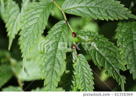 Elatostema umbellata, a wild vegetable that grows in mountain swamps 81358364