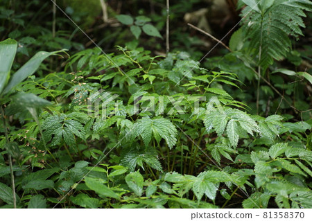 Elatostema umbellata, a wild vegetable that grows in mountain swamps 81358370