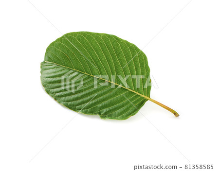 Mitragyna speciosa (kratom) isolated on the white background 81358585
