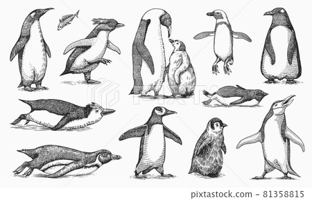 Emperor penguin and cute baby. Adult with juveniles. Small family set. Vector graphics black and Emperor penguin and cute baby. Adult with juveniles. Small family set. Vector graphics black and 81358815