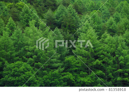 Nagano Oku Tateshina no Mori 81358918