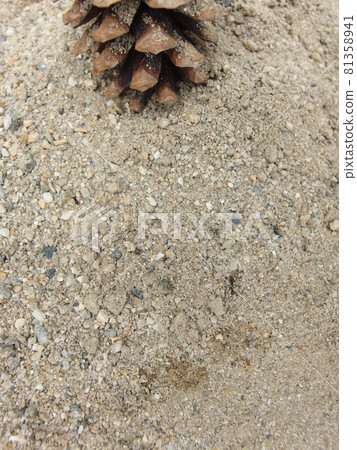 Sandbox ants and pine cones Sandbox ants and pine cones 81358941