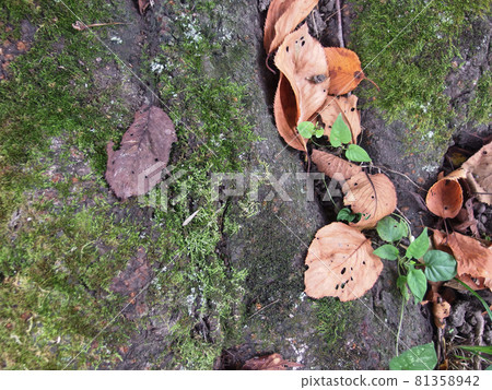 Tree roots and fallen leaves with moss Tree roots and fallen leaves with moss 81358942