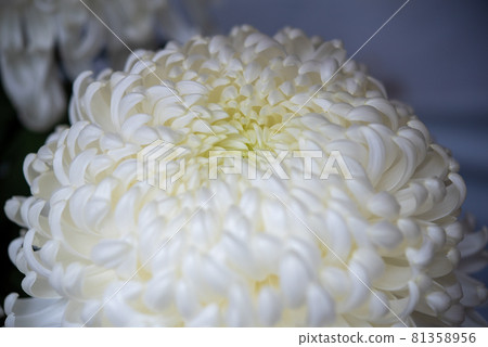 白菊花濃 白菊花濃 81358956