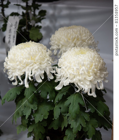 白菊花濃 白菊花濃 81358957