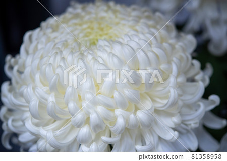 白菊花濃 白菊花濃 81358958