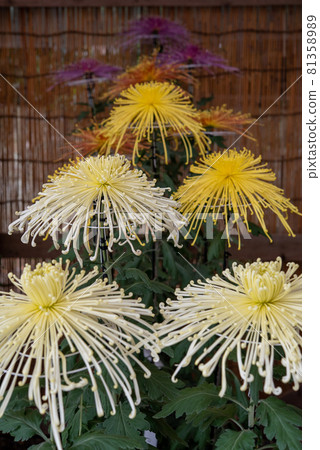 垂直排列的黃白大菊花（管、粗管、間質管、細管、針管） 81358989