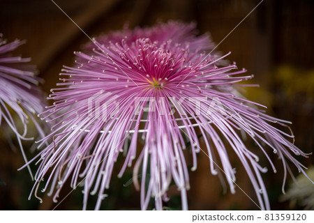 Pink Ogiku (tube, thick tube, thin tube, needle tube) Pink Ogiku (tube, thick tube, thin tube, needle tube) 81359120