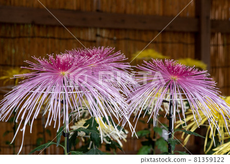 粉紅荻（管、粗管、細管、針管） 81359122