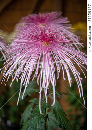 粉紅荻（管、粗管、細管、針管） 81359127