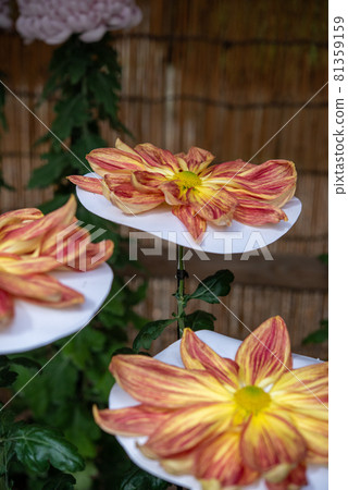 One-letter chrysanthemum 81359159