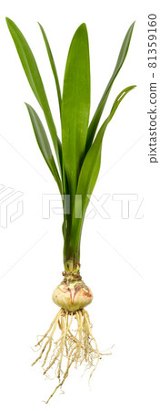 Bulb with leaves and roots isolated on white background. 81359160