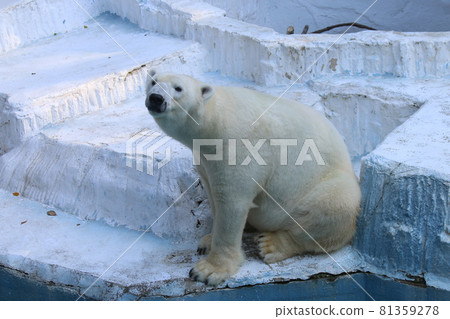 Cute but scary polar bear Cute but scary polar bear 81359278