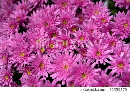 Dark pink small chrysanthemums that bloom densely Dark pink small chrysanthemums that bloom densely 81359279