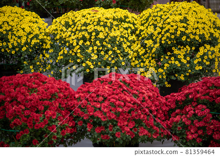 Densely blooming yellow and red small chrysanthemums 81359464