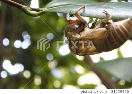 Cicadian shell Cicadian shell 81359469