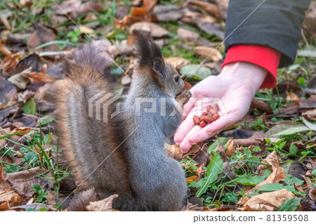 Girl feeds a squirrel with nuts in an autumn park. 81359508
