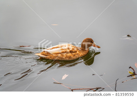 Yellow colored Mallard female Duck swims in the pond. Animal polymorphism 81359550