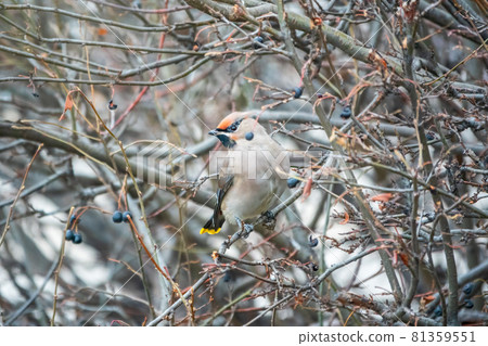 Bohemian waxwing, Latin name Bombycilla garrulus, sitting on the branch in autumn or winter day. The waxwing, a beautiful tufted bird, sits on a branch without leaves. Bohemian waxwing, Latin name Bombycilla garrulus, sitting on the branch in autumn or winter day. The waxwing, a beautiful tufted bird, sits on a branch without leaves. 81359551