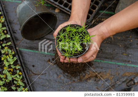 Gardening concept several green plants repotted to bigger-sized pots to allow the plants to grow larger 81359993