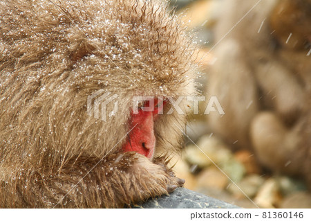 Japanese macaque caught in a pipe 81360146