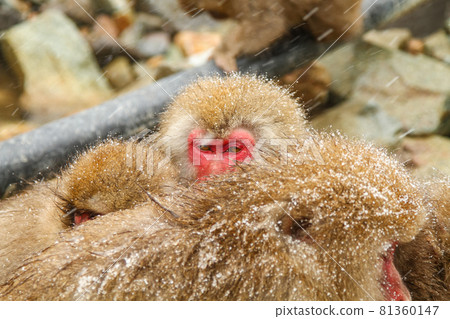 Playing Japanese macaque 81360147