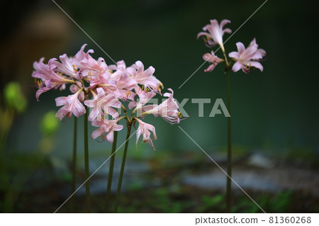 夏日的寺廟風景，松光寺 81360268