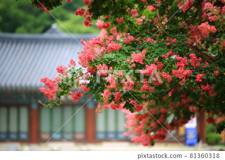 夏日的寺廟風景,松光寺 夏日的寺廟風景,松光寺 81360318