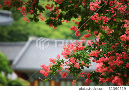 夏日的寺廟風景,松光寺 夏日的寺廟風景,松光寺 81360319