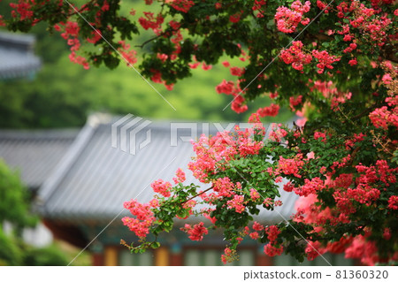 夏日的寺廟風景，松光寺 81360320
