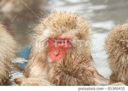 日本獼猴親子泡溫泉 日本獼猴親子泡溫泉 81360435