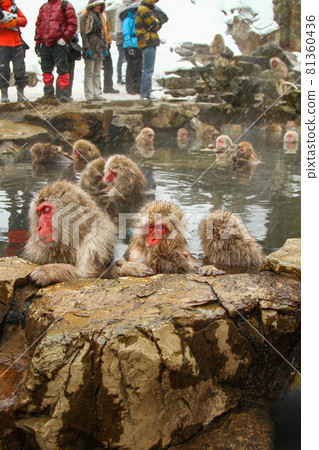 日本獼猴和遊客在溫泉中取暖 81360436