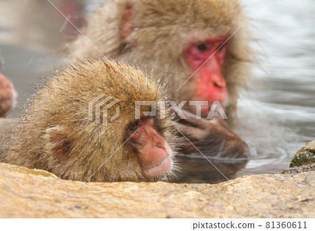 Japanese macaques warming up in hot springs 81360611