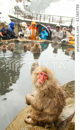 日本獼猴和遊客泡溫泉 81360786