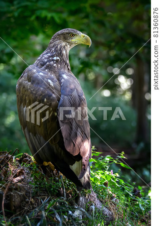 Close white-tailed eagle sitting on hemp Close white-tailed eagle sitting on hemp 81360876